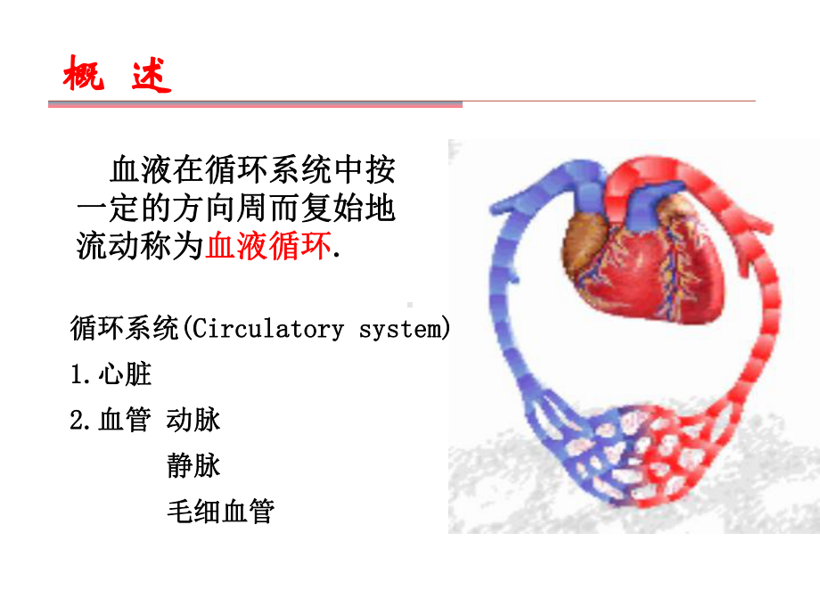 第4章-血液循环课件.ppt_第2页