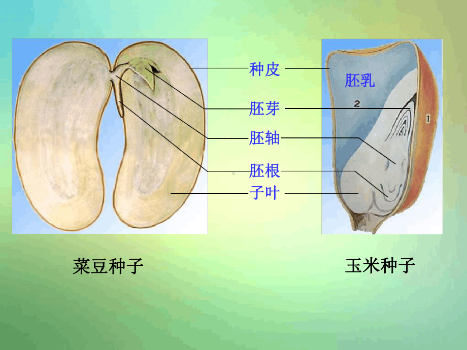 济南版生物八年级上册第四节种子的萌发课件.ppt_第1页