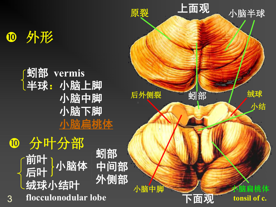 小脑血管和功能医学课件.ppt_第3页