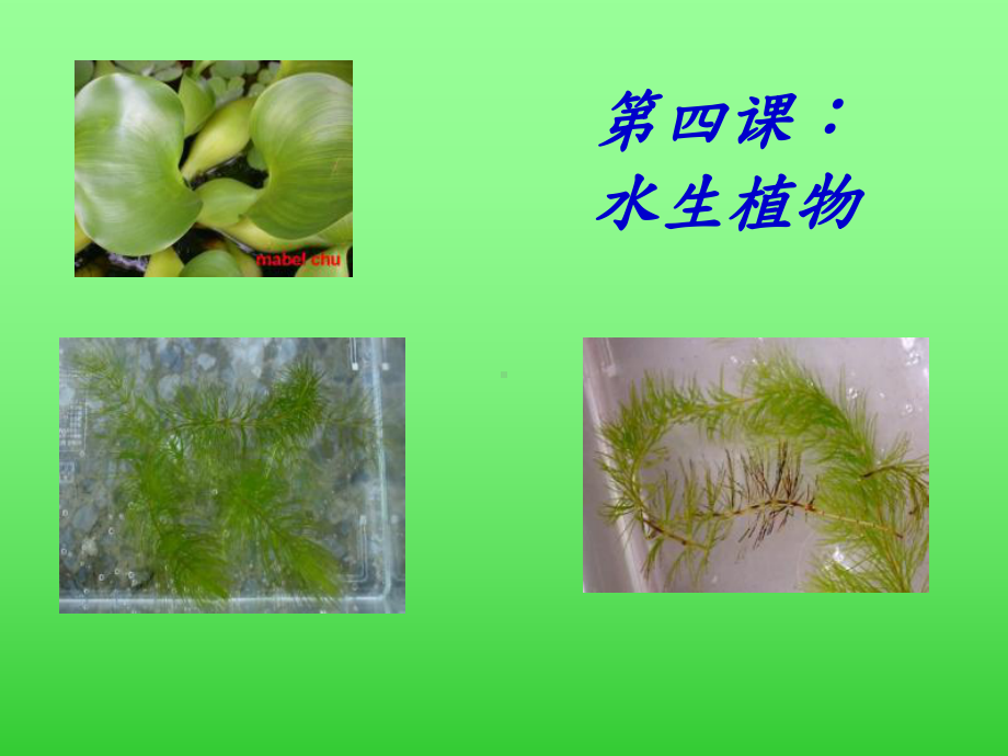 教科版科学三上《水生植物》课件.ppt_第1页