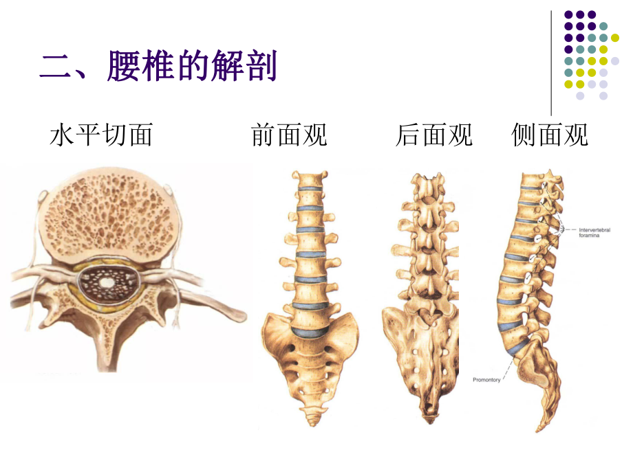 下背痛的康复总结讲课讲稿课件.ppt_第3页