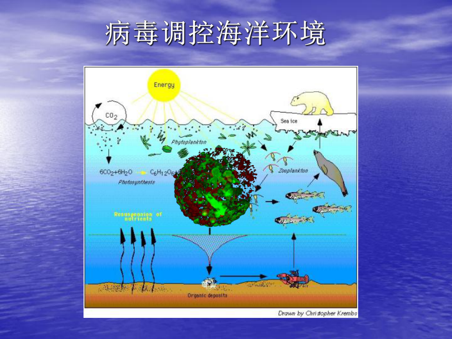 病毒调控海洋环境课件.ppt_第1页