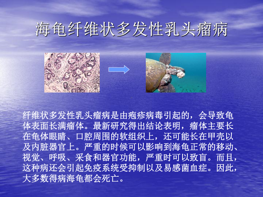 病毒调控海洋环境课件.ppt_第3页