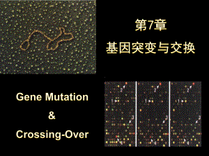 基因突变和遗传重组的分子机制课件.pptx