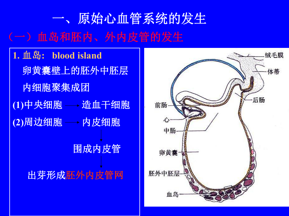 组胚学课件心血管系统发生.ppt_第2页