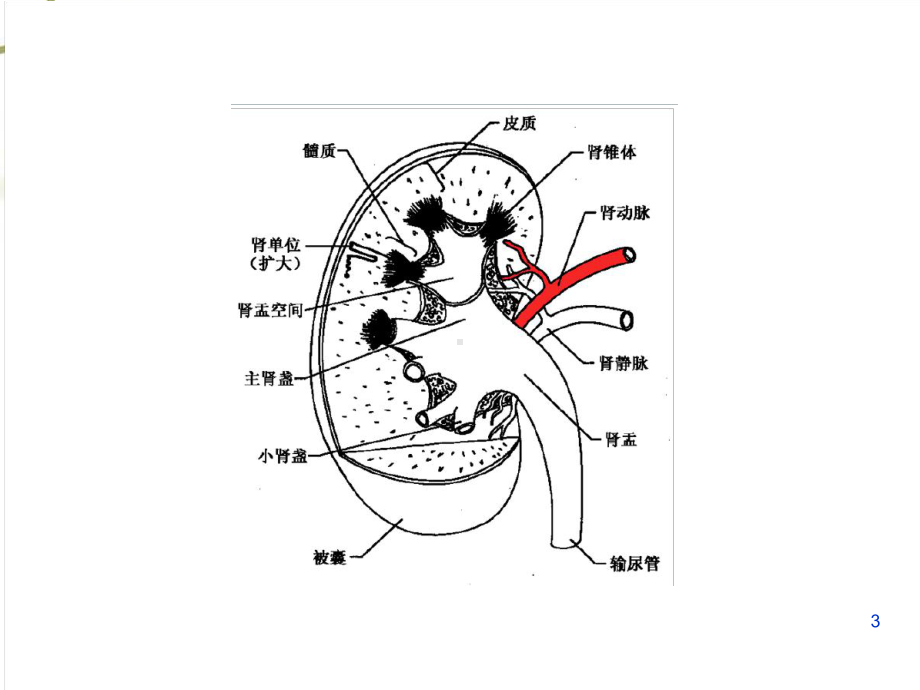 急性肾盂肾炎医学课件.ppt_第3页