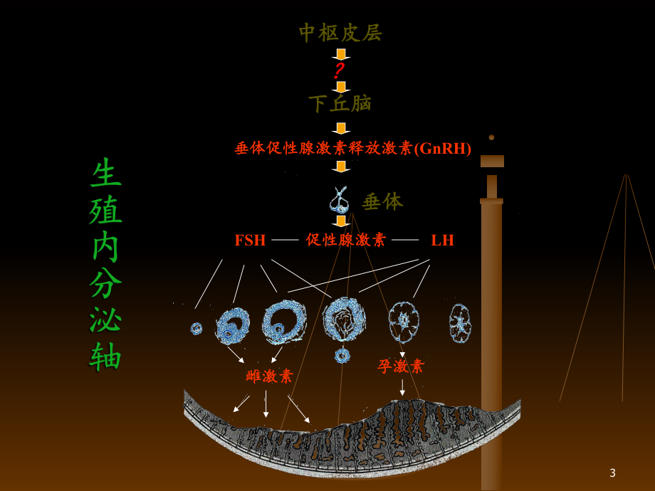 月经周期与性激素6项课件.ppt_第3页