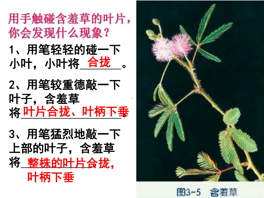 植物生命活动的调节课件1.ppt_第3页