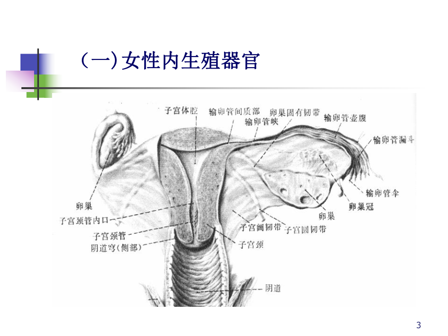 妇产科疾病超声诊断课件.ppt_第3页