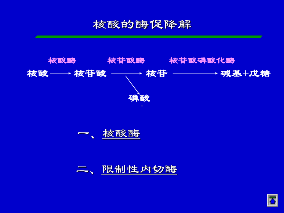 第八章核酸酶促降解及核苷酸代谢课件.ppt_第2页