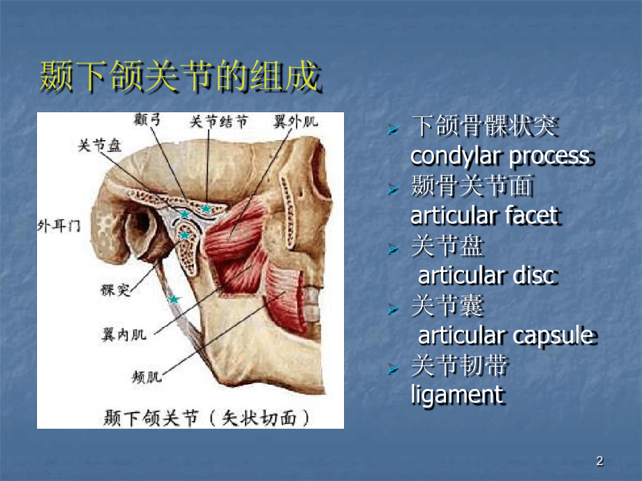 口腔解剖生理学-颞下颌关节课堂课件.ppt_第2页