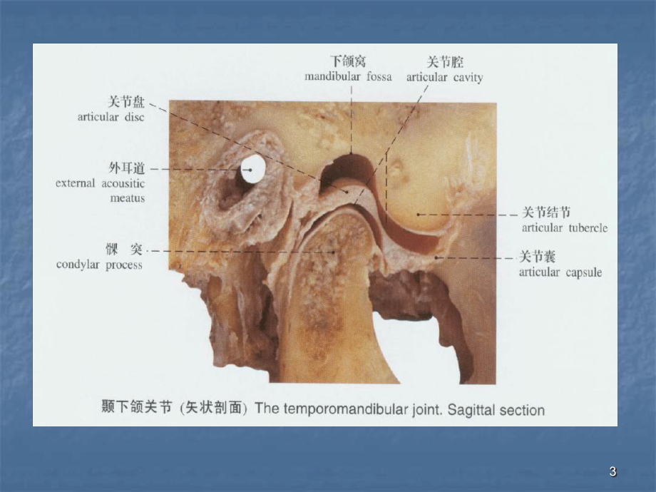 口腔解剖生理学-颞下颌关节课堂课件.ppt_第3页