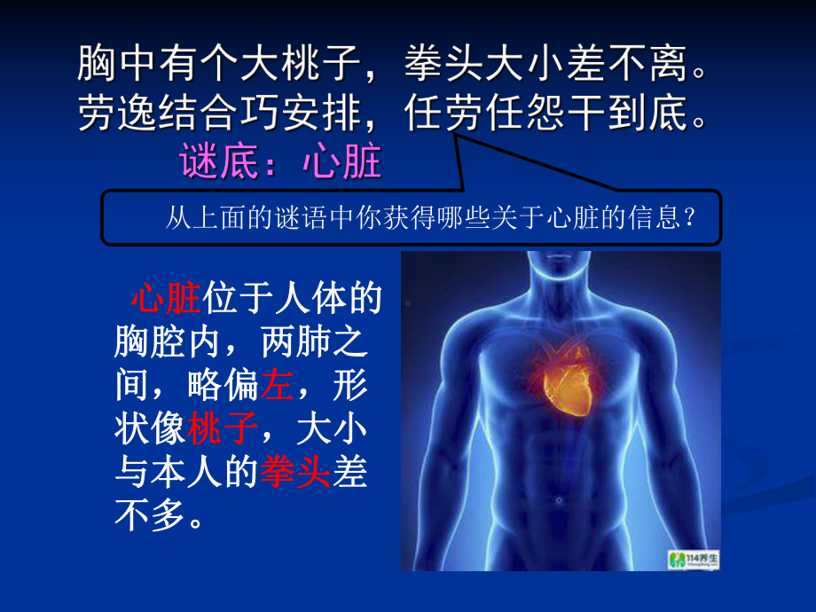 心脏和血管是人体的血液循环器官课件.ppt_第3页