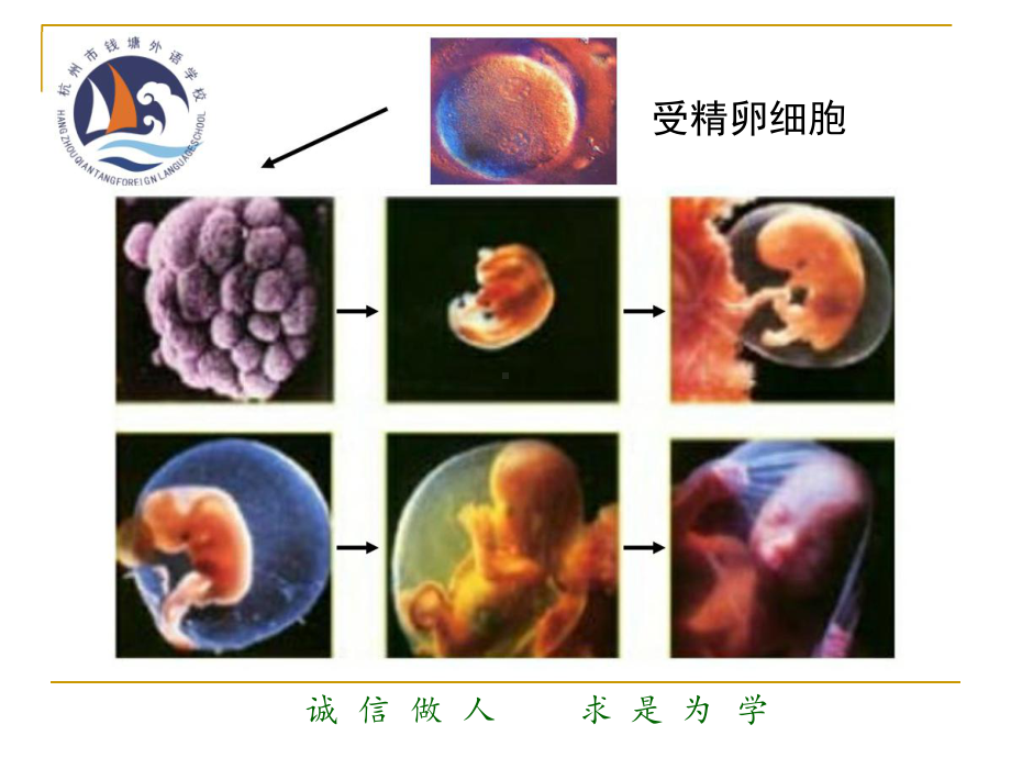 生物体的结构层次第1-课时答案课件.pptx_第3页