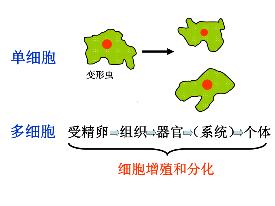 细胞增殖李珊珊-南京教研室课件.ppt_第2页