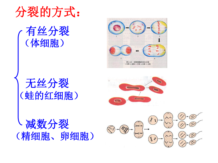 细胞增殖李珊珊-南京教研室课件.ppt_第3页