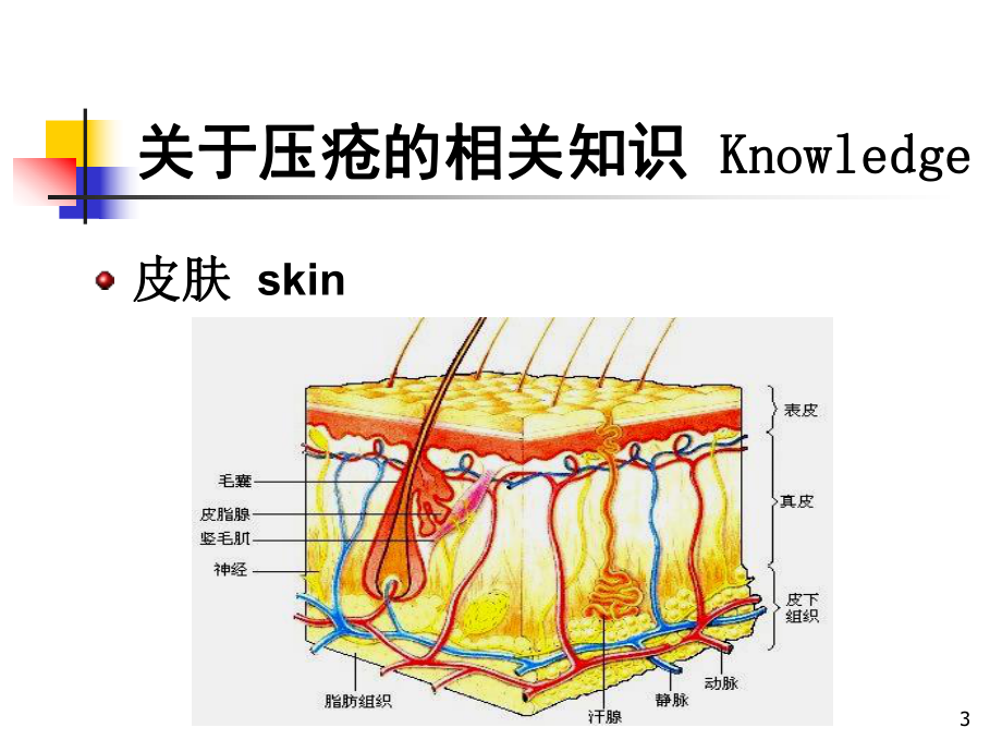 手术患者的压疮预防教学课件.ppt_第3页