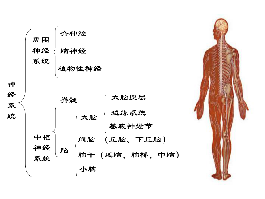 心理学导论心理的生物基础环境基础课件.ppt_第2页