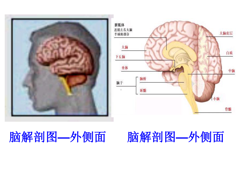 心理学导论心理的生物基础环境基础课件.ppt_第3页