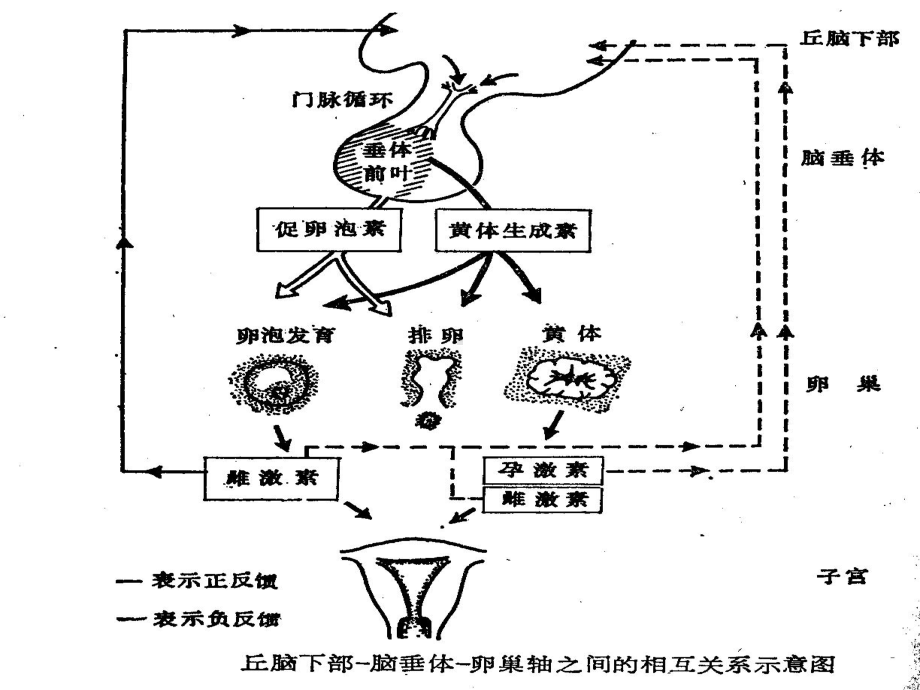 月经周期和激素变化规律课件.ppt_第3页