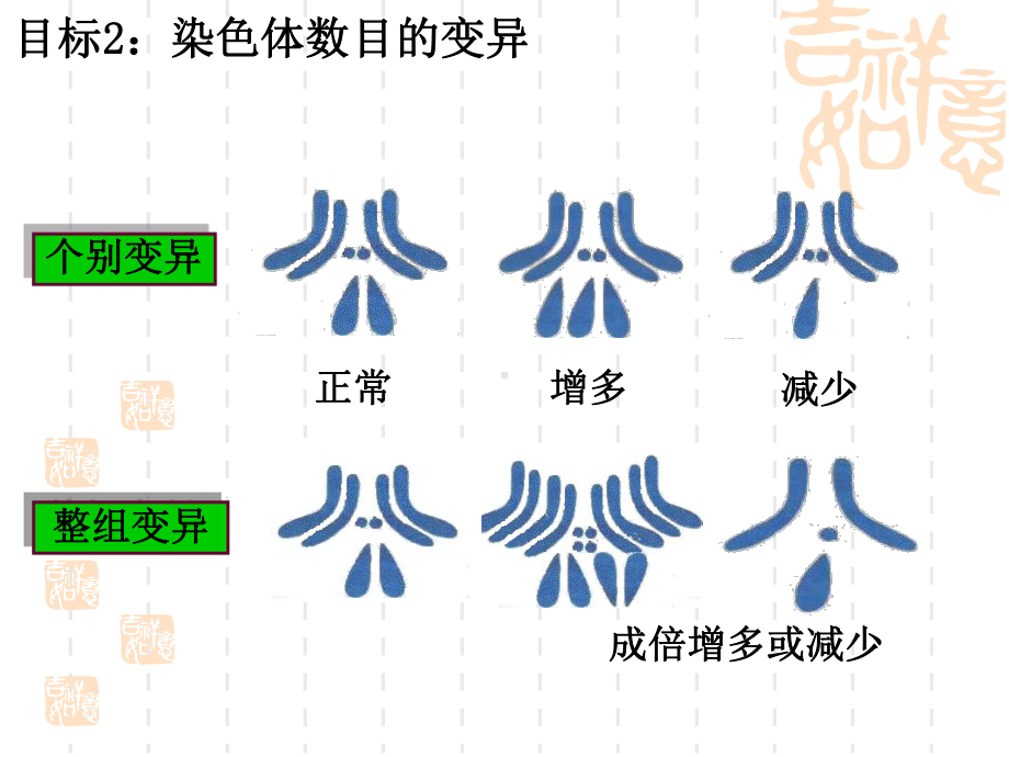 它们携带着生物生长发育的全部遗传信息这些染色体在形态课件.ppt_第3页