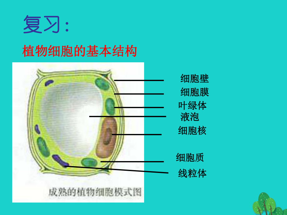 七年级生物上册第二单元第一章第三节动物细胞教学课件(新版)新人教版.ppt_第1页