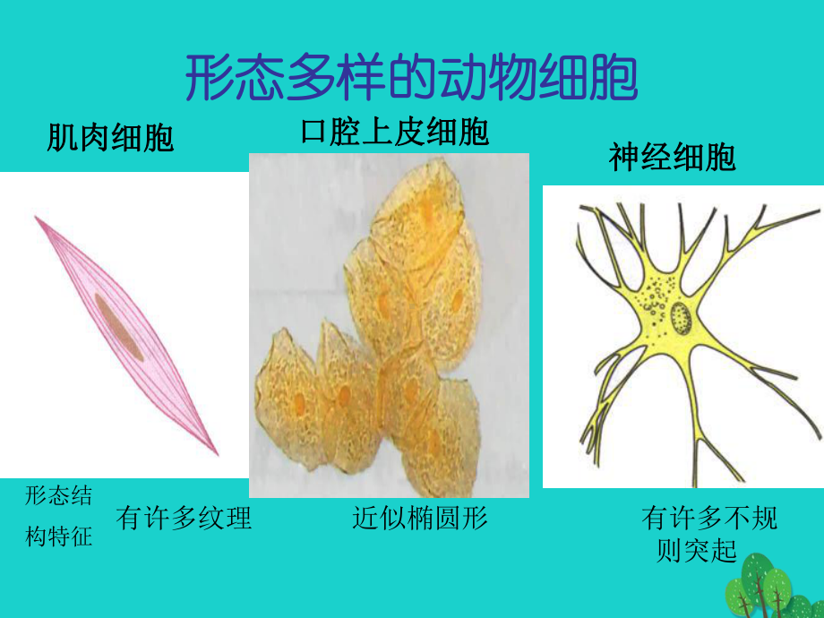 七年级生物上册第二单元第一章第三节动物细胞教学课件(新版)新人教版.ppt_第3页