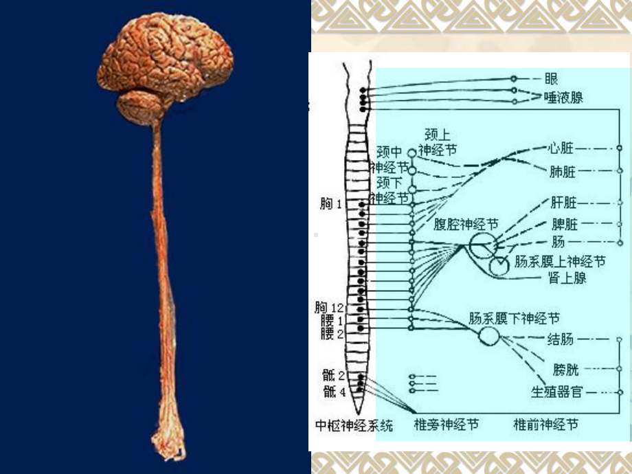 病理学-神经系统疾病课件.ppt_第2页