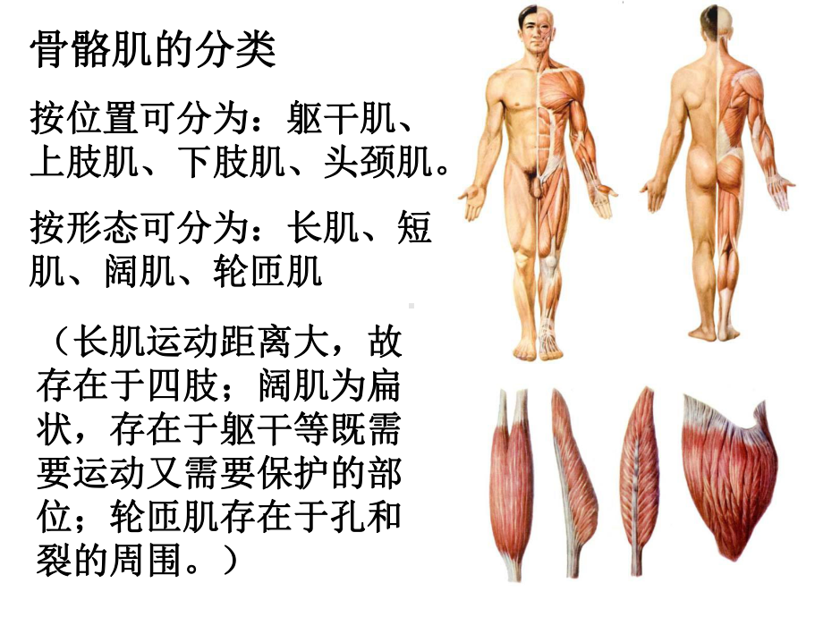 系统解剖学运动系统肌学课件.pptx_第3页