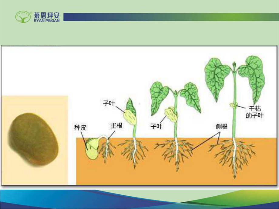 张伟兴-全能的形成层及其营养的“木桶效应”课件.ppt_第2页