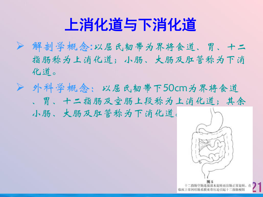 消化道大出血的鉴别诊断和处理原则2021推荐课件.ppt_第2页