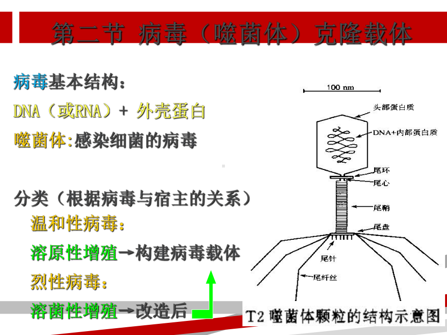 第三章基因克隆载体课件.ppt_第2页