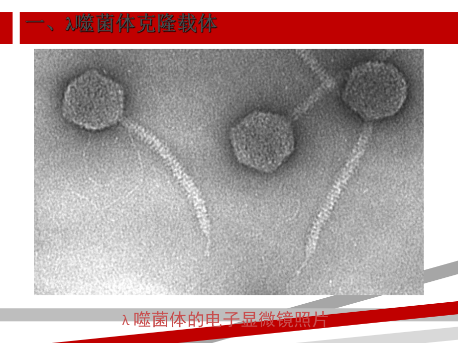 第三章基因克隆载体课件.ppt_第3页