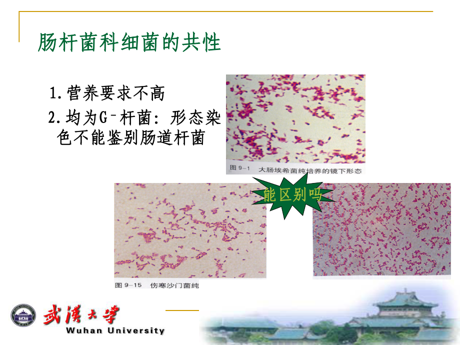 第10章肠杆菌科课件.ppt_第3页