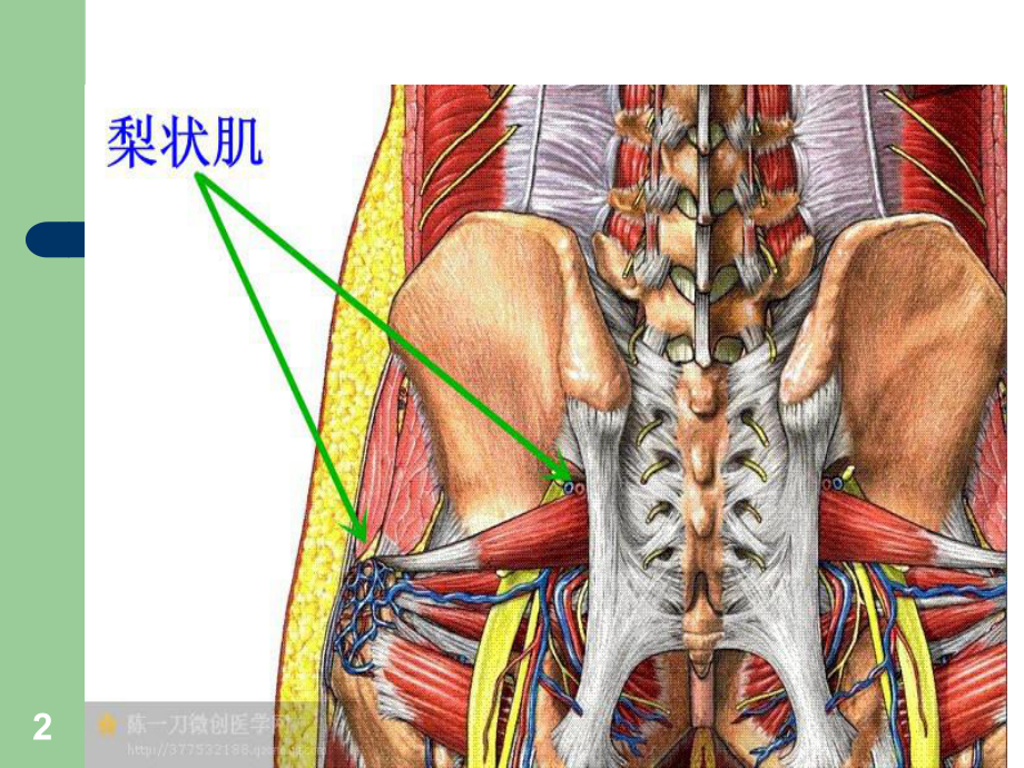 梨状肌小腿三头肌课件.ppt_第2页