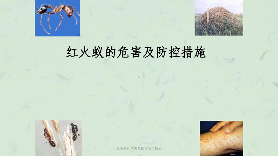 红火蚁的危害及检疫防控措施课件.ppt_第1页