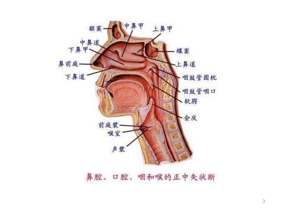 气管切开病人术后护理参考课件.ppt_第3页