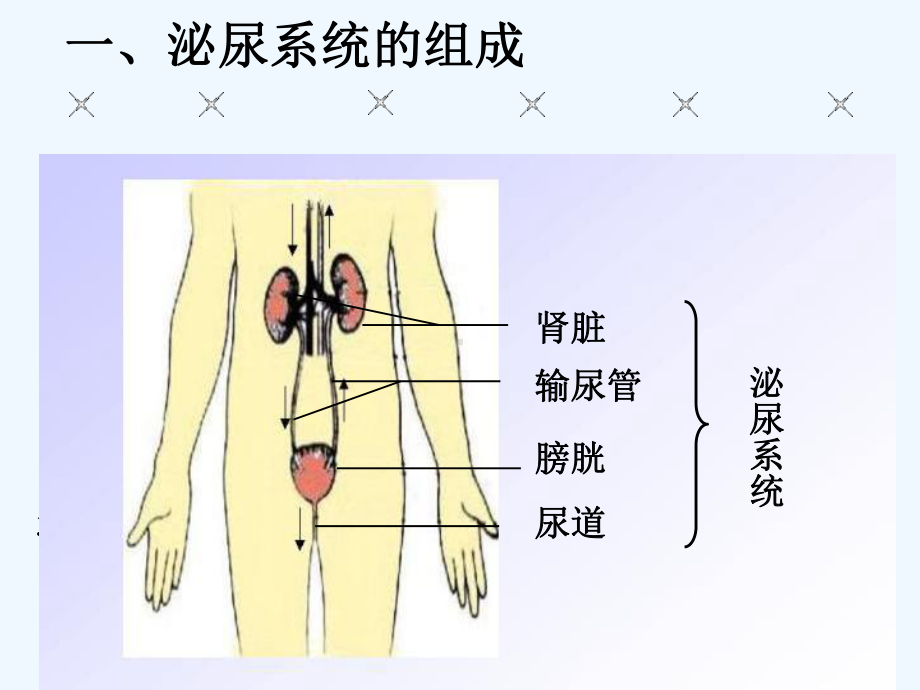 尿的形成及排出初中生物课件.ppt_第3页