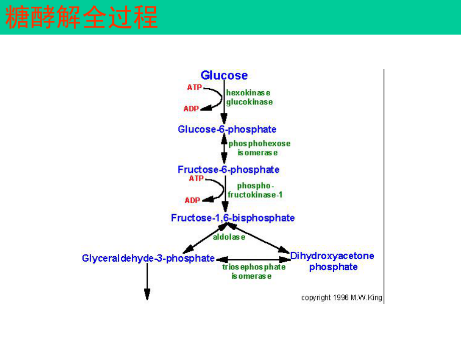 生物化学第19章糖酵解汇总课件.ppt_第2页