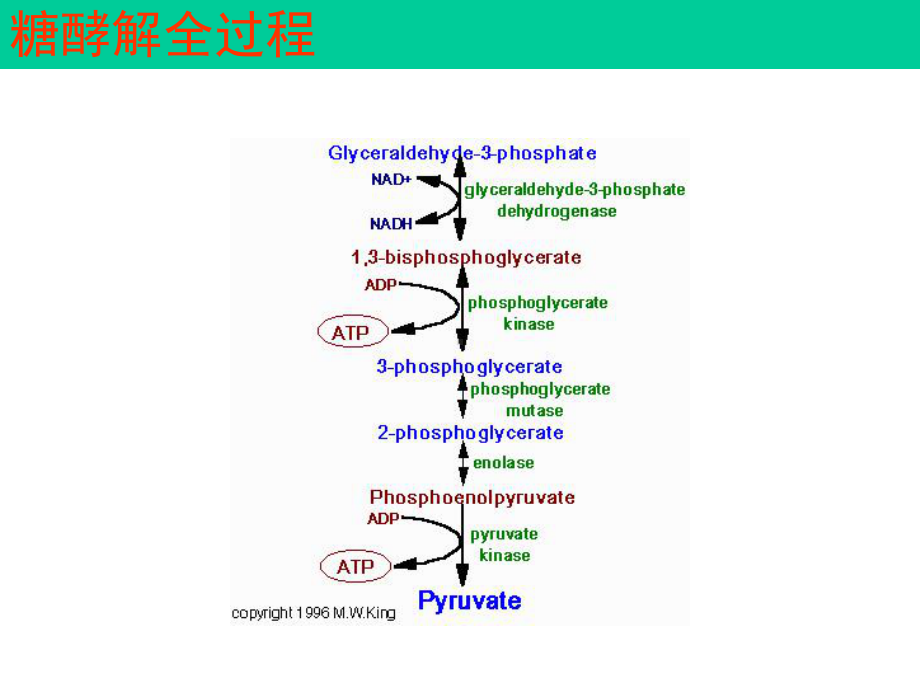 生物化学第19章糖酵解汇总课件.ppt_第3页