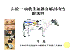 实验一-动物生殖器官解剖构造观察课件.ppt