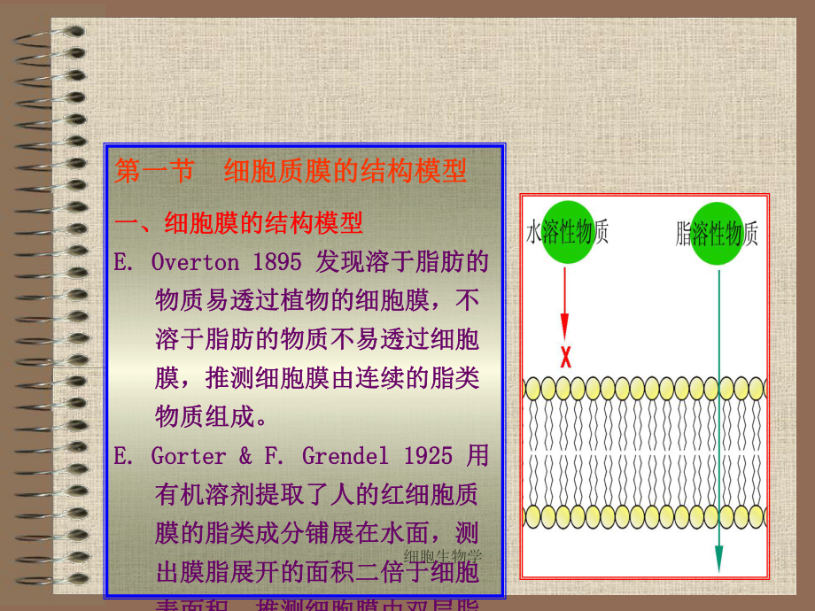 细胞生物学翟中和第四章课件.ppt_第3页