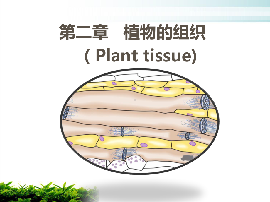 植物的组织概述课件.ppt_第1页