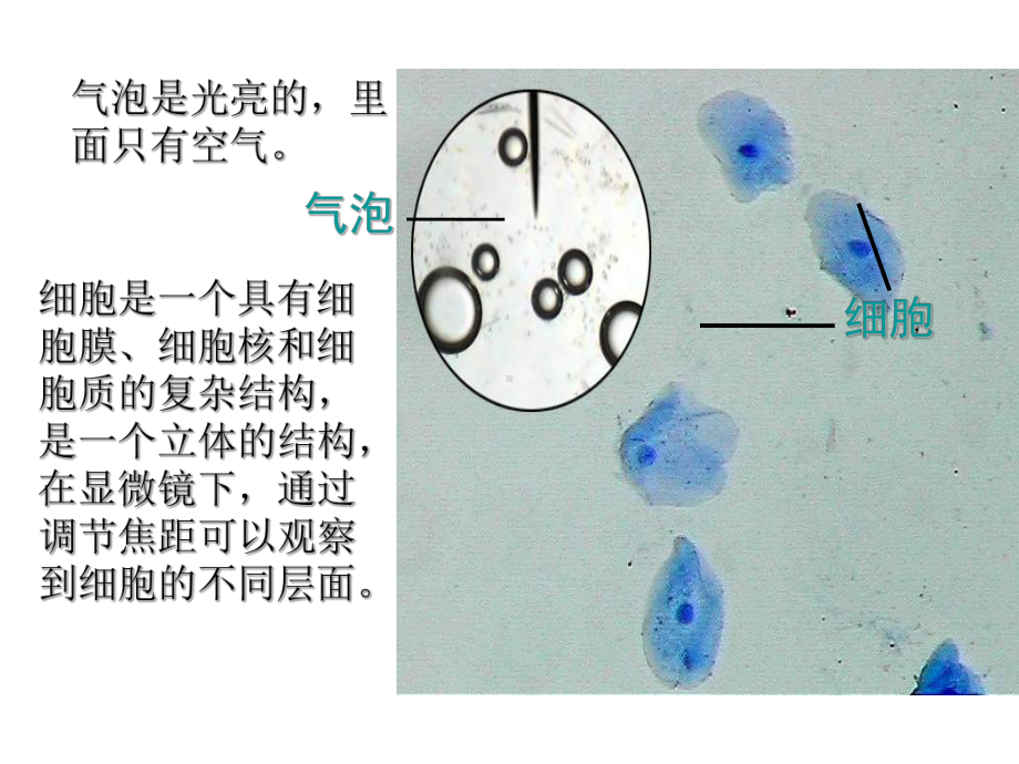 细胞膜系统的边界课件1.ppt_第3页