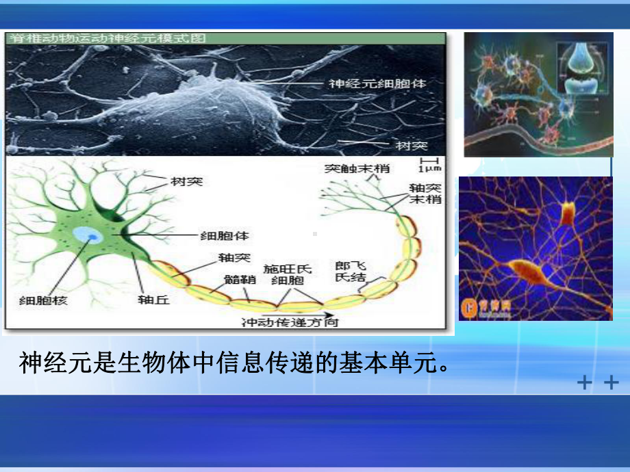 混合尖峰发放模型-神经科学课件.ppt_第3页