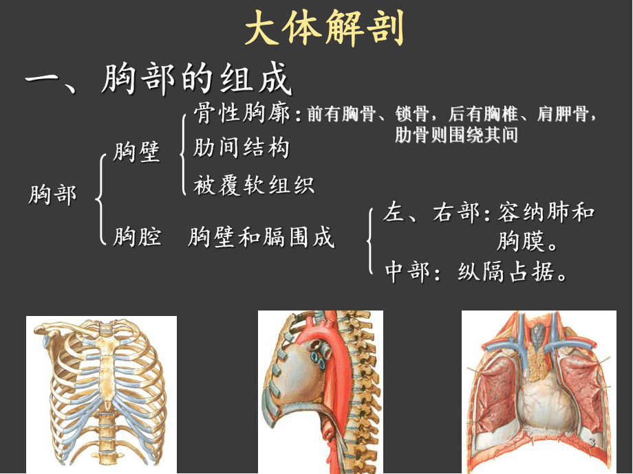 医学课件-胸部正常解剖教学课件.ppt_第3页