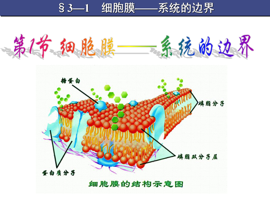 细胞膜-系统的边界(赛课)要点课件.ppt_第1页