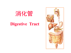 医学专业课件消化管.ppt