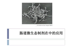 肠道微生态制剂在ICU中的应用课件.ppt