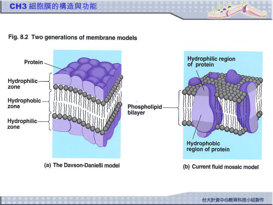 细胞膜的构造与功能MembraneStructureandFunction课件.ppt_第3页